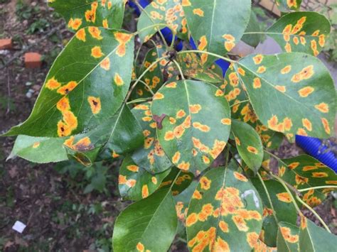 Желтые пятна на листьях груши что это за болезнь и как с ней бороться