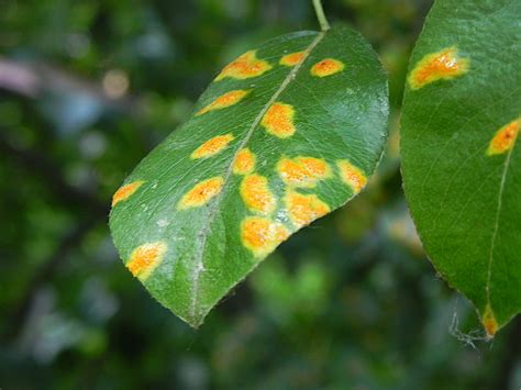 Желтые пятна на листьях груши что это за болезнь и как с ней бороться
