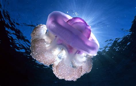 Как рождаются медузы