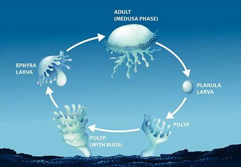 Как рождаются медузы