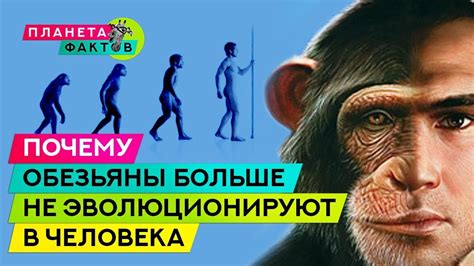 Почему обезьяны не эволюционируют в человека сейчас