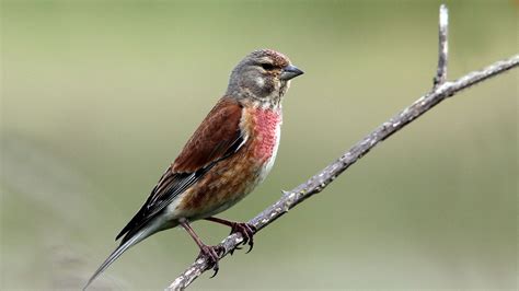 Птица похожая на воробья с красной грудкой