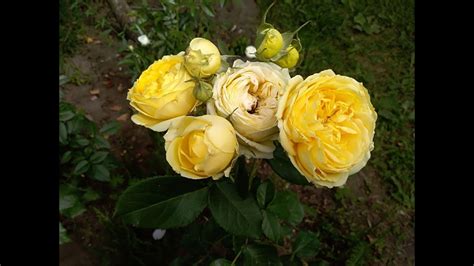 Роза каталина фото и описание отзывы