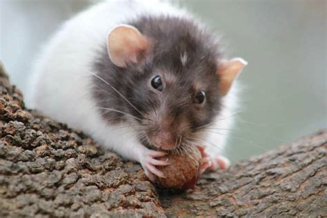 Сколько живут крысы дамбо